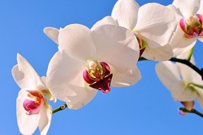 世界帆船大奖赛：极端海况考验船队能力，帆船比赛世界纪录
